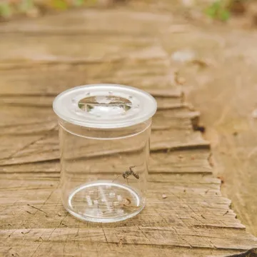 Posoda za opazovanje žuželk (5x povečava) 